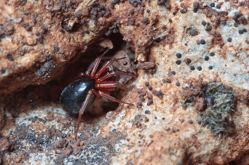 Linyphiidae zampe rosse - Malta